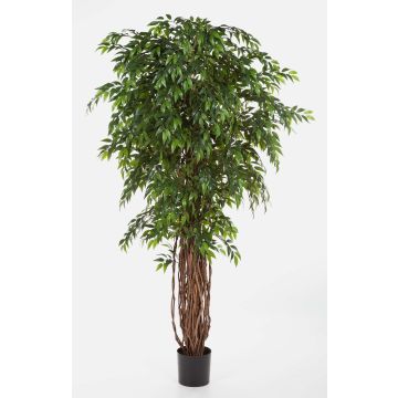 Plante artificielle ficus ALIRIO, troncs naturels, vert, 210cm Plante artificielle ficus ALIRIO, troncs naturels, vert, 210cm