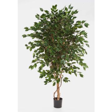 Ficus benjamina artificiel DAMINO, vrais troncs, vert, 180cm Ficus benjamina artificiel DAMINO, vrais troncs, vert, 180cm