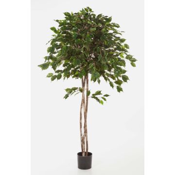 Ficus benjamina synthétique KURO, troncs naturels, vert, 150cm