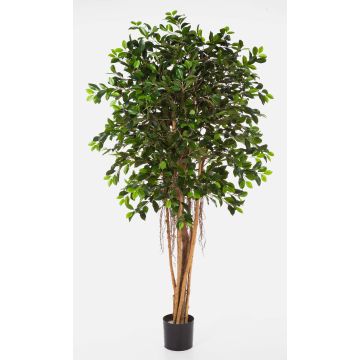 Ficus benjamina artificiel AURIOL, vrais troncs, vert, 150cm