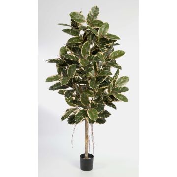 Caoutchouc synthétique DEVI, tronc naturel, vert-blanc, 210cm