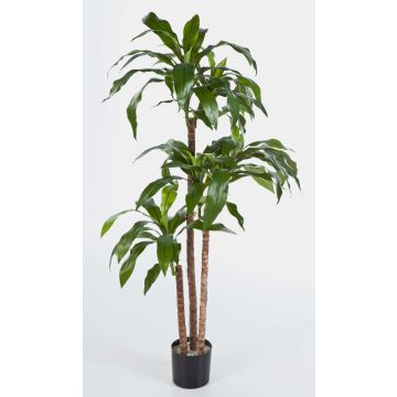 Faux dracaena Fragrans LAURA, vrais troncs, vert, 120cm