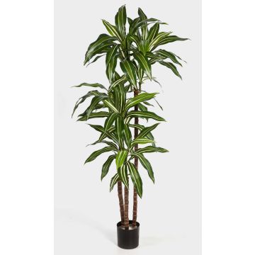 Faux dracaena Fragrans LAURA, vrais troncs, vert-blanc, 120cm