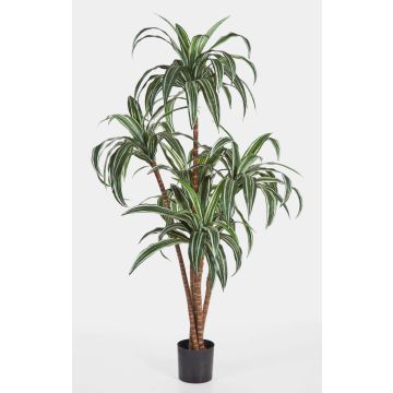 Faux dracaena Fragrans JALA, vrais troncs, vert-blanc, 150cm