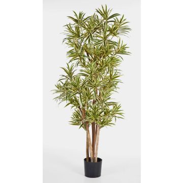 Faux dracaena Reflexa YASU, vrais troncs, vert-jaune, 120cm