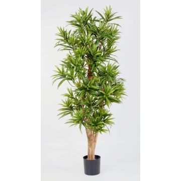 Faux dracaena Reflexa YASU, vrais troncs, vert, 180cm