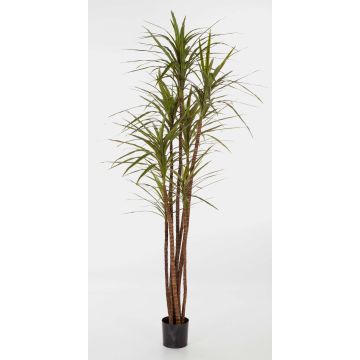 Dracaena Magenta synthétique IMANI, vrais troncs, vert, 120cm