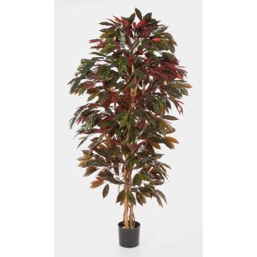 Croton artificiel CARA, troncs naturels, vert-rouge, 210cm
