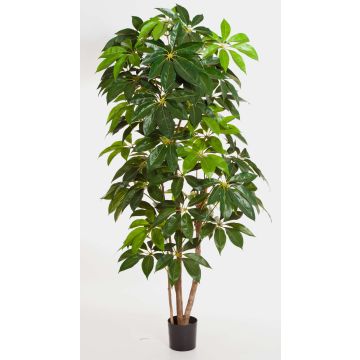Schefflera synthétique COOPER, vrais troncs, vert, 190cm Schefflera synthétique COOPER, vrais troncs, vert, 190cm