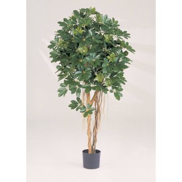 Schefflera artificiel SIENNA, vrais troncs, vert, 140cm Schefflera artificiel SIENNA, vrais troncs, vert, 140cm
