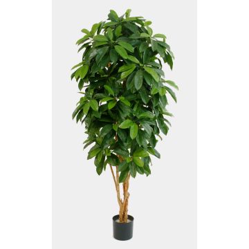 Schefflera synthétique MADDISON, troncs naturels, vert, 170cm Schefflera synthétique MADDISON, troncs naturels, vert, 170cm