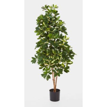 Schefflera synthétique SAMANTHA, vrais troncs, vert-blanc, 170cm Schefflera synthétique SAMANTHA, vrais troncs, vert-blanc, 170cm