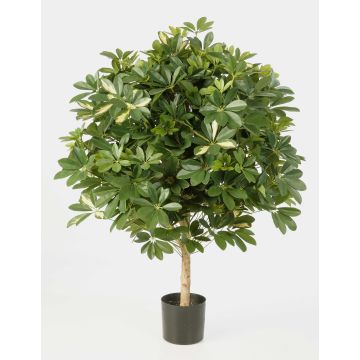 Schefflera Boule artificiel ANTHONY, vrai tronc, vert-blanc, 110cm, Ø90cm Schefflera Boule artificiel ANTHONY, vrai tronc, vert-blanc, 110cm, Ø90cm
