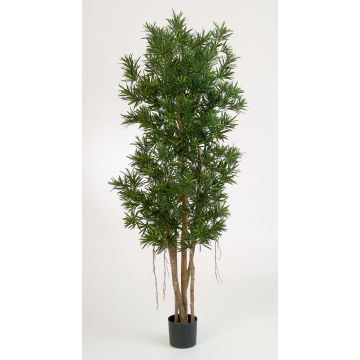 Podocarpus synthétique MATEO, troncs naturels, vert, 180cm