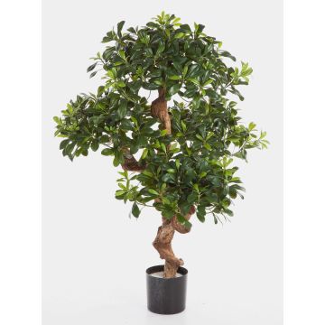 Pittosporum artificiel ETHAN, tronc naturel, 120cm