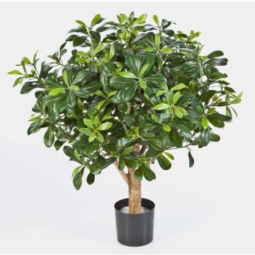 Pittosporum artificiel ETHAN, tronc naturel, 65cm, Ø65cm