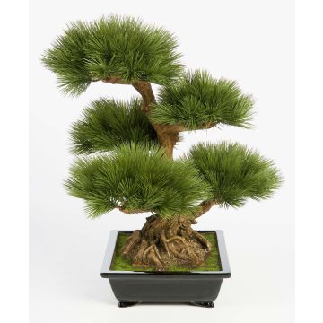 Faux bonsai pin TAYLOR, racines, coupe céramique, vert, 70cm