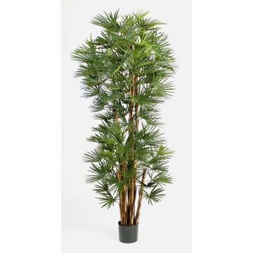 Faux palmier Rhapis excelsa SERENA, 180cm