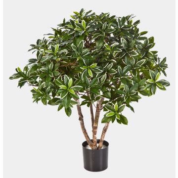 Faux euonymus japonicus RIKU, vrais troncs, vert-blanc, 75cm, Ø75cm