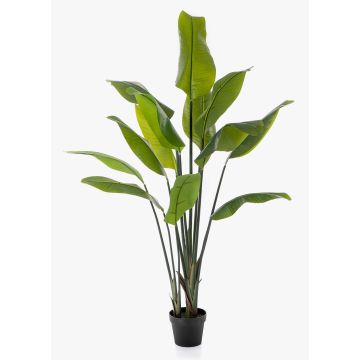 Plante artificielle Strelitzia OMBRA, verte, 150 cm Plante artificielle Strelitzia OMBRA, verte, 150 cm