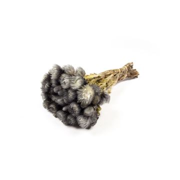 Bouquet d'immortelle d'Italie séché BIBIANA, gris, 35-45cm, Ø15cm Bouquet d'immortelle d'Italie séché BIBIANA, gris, 35-45cm, Ø15cm