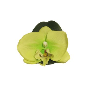 Fleurs décoratives d'orchidée Phalaenopsis CALIN, 6 pièces, flottantes, vert, 11cm