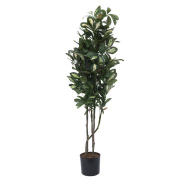 Schefflera en plastique PAMINA, faux troncs, vert-blanc, 120cm Schefflera en plastique PAMINA, faux troncs, vert-blanc, 120cm