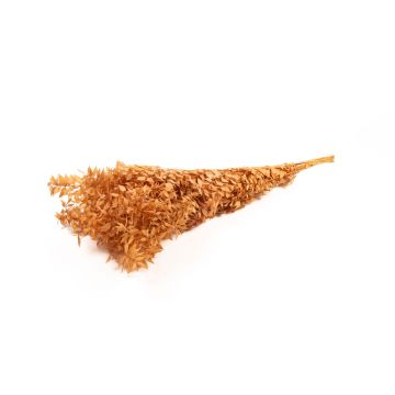 Branches séchées de ruscus AGNIATA, terracotta, 70-75cm, Ø17cm