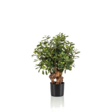 Faux ficus Retusa CUMBIA, tronc naturel, pot en céramique, vert, 70cm Faux ficus Retusa CUMBIA, tronc naturel, pot en céramique, vert, 70cm
