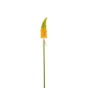 Fleur déco Kniphofia MAVORA, vert-jaune, 80cm Fleur déco Kniphofia MAVORA, vert-jaune, 80cm