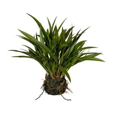 Herbe décorative Roseau de Chine SIMVO, motte de terre, racines, vert, 35cm Herbe décorative Roseau de Chine SIMVO, motte de terre, racines, vert, 35cm