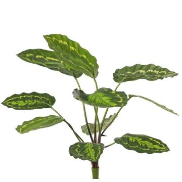 Plante artificielle Calathea roseopicta WENFYN, tige, verte, 55 cm Plante artificielle Calathea roseopicta WENFYN, tige, verte, 55 cm