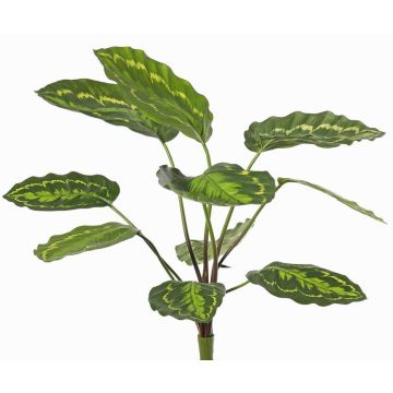 Plante artificielle Calathea roseopicta WENFYN, tige, verte, 55cm Plante artificielle Calathea roseopicta WENFYN, tige, verte, 55cm