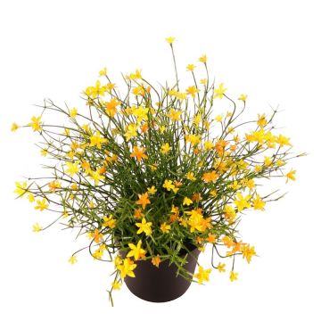 Fleur décorative « Impatiens » GISINDA dans un pot décoratif, jaune, 25 cm Fleur décorative « Impatiens » GISINDA dans un pot décoratif, jaune, 25 cm