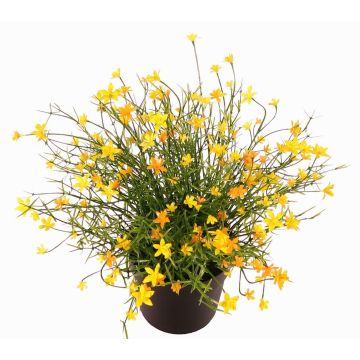 Fleur décorative Impatiens GISINDA dans un pot décoratif, jaune, 25cm