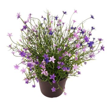 Fleur décorative Impatiens GISINDA dans un pot décoratif, lilas, 25cm Fleur décorative Impatiens GISINDA dans un pot décoratif, lilas, 25cm