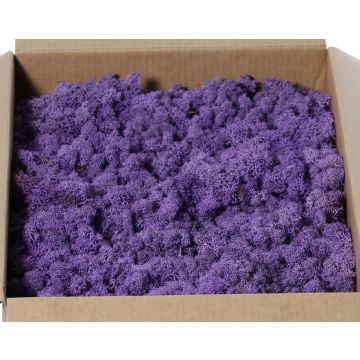 Mousse d'Islande naturelle SVEINBJÖRN, lilas, 2,7kg Mousse d'Islande naturelle SVEINBJÖRN, lilas, 2,7kg