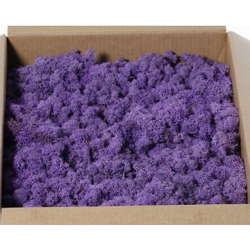 Mousse d'Islande naturelle SVEINBJÖRN, lilas, 2,7kg Mousse d'Islande naturelle SVEINBJÖRN, lilas, 2,7kg