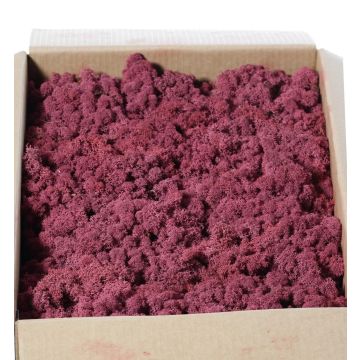 Véritable mousse d'Islande SVEINBJÖRN, mauve, 2,7kg