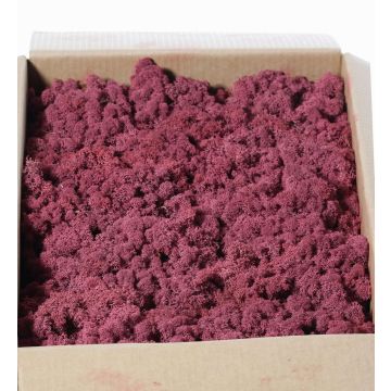Véritable mousse d'Islande SVEINBJÖRN, mauve, 2,7kg Véritable mousse d'Islande SVEINBJÖRN, mauve, 2,7kg