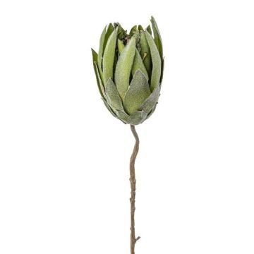 Fleur artificielle « coussin à épingles » Protea LINDAR, verte, 70 cm Fleur artificielle « coussin à épingles » Protea LINDAR, verte, 70 cm