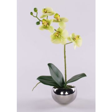 Orchidée Phalaenopsis décorative ZARMINAH dans un pot en céramique, racines, crème-vert, 30cm Orchidée Phalaenopsis décorative ZARMINAH dans un pot en céramique, racines, crème-vert, 30cm