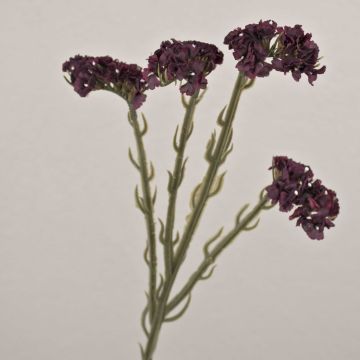 Fleur artificielle « Strandflieder » AYISHA, aspect séché, violet foncé, 65 cm, 3,5 x 6 cm Fleur artificielle « Strandflieder » AYISHA, aspect séché, violet foncé, 65 cm, 3,5 x 6 cm