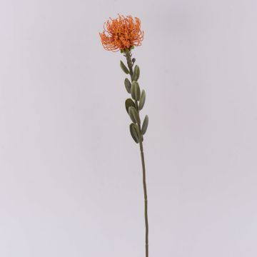 Fleur artificielle Leucospermum Protea URMINE, aspect sec, orange, 60cm Fleur artificielle Leucospermum Protea URMINE, aspect sec, orange, 60cm