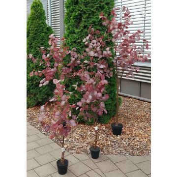 Arbre décoratif Eucalyptus WISCHERA, fruits, tronc artificiel, pot décoratif, rouge bourgogne-gris, 120cm