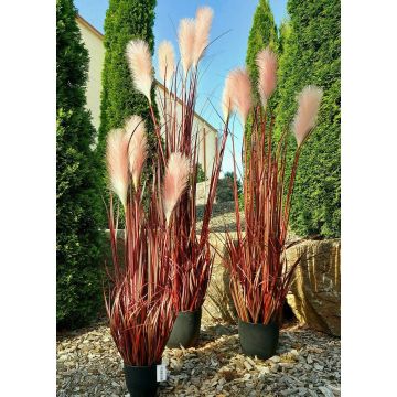 Herbe de la Pampa décorative WERNHILD avec des panicules, pot décoratif, rouge-brun, 90cm