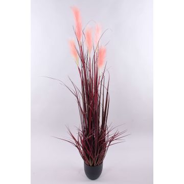 Herbe de la Pampa décorative WERNHILD avec des panicules, pot décoratif, rouge-brun, 150cm Herbe de la Pampa décorative WERNHILD avec des panicules, pot décoratif, rouge-brun, 150cm