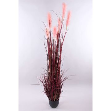 Herbe de la Pampa décorative WERNHILD avec des panicules, pot décoratif, rouge-brun, 180cm Herbe de la Pampa décorative WERNHILD avec des panicules, pot décoratif, rouge-brun, 180cm