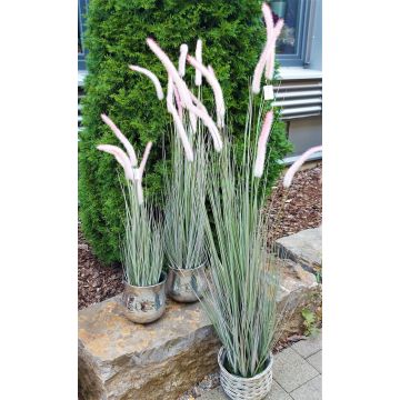 Pennisetum alopecuroides décoratif PARIDKO avec des panicules, rose-vert, 90cm
