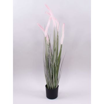 Pennisetum alopecuroides décoratif PARIDKO avec des panicules, rose-vert, 90cm